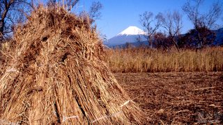 （写真）アシワラと富士山