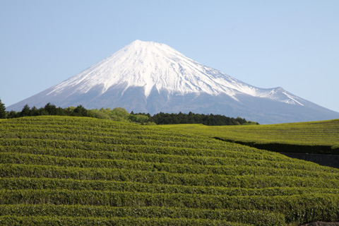 （写真）富士山と茶畑