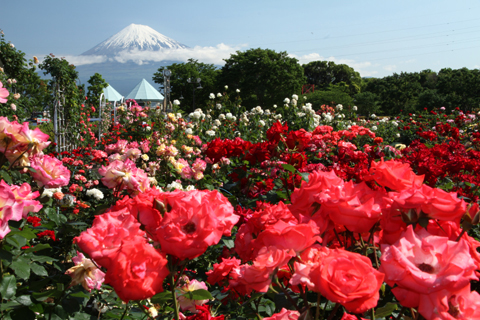 （写真）中央公園のバラと富士山