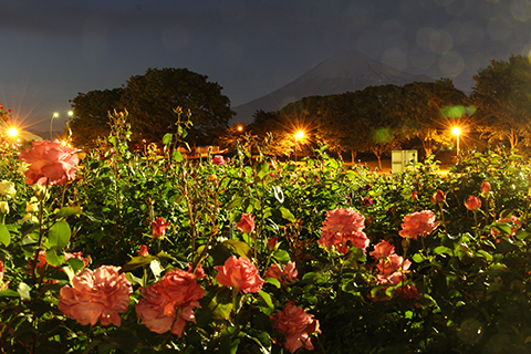 （写真）富士山とライトアップされたバラ