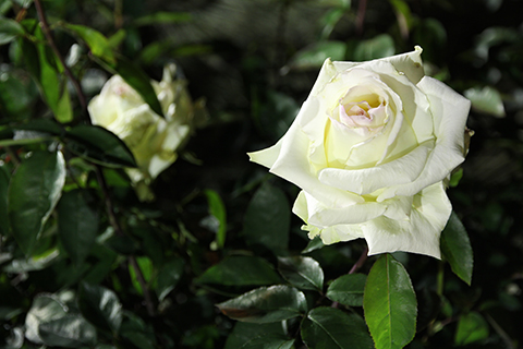 （写真）富士市オリジナル品種のバラ「かぐや富士」