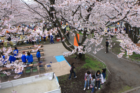 （写真）厚原スポーツ公園の桜