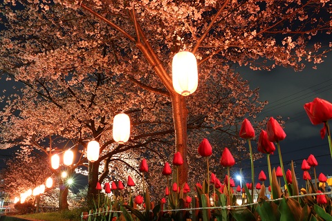 （写真）桜のライトアップとチューリップ