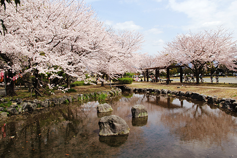 （写真）公園内の桜
