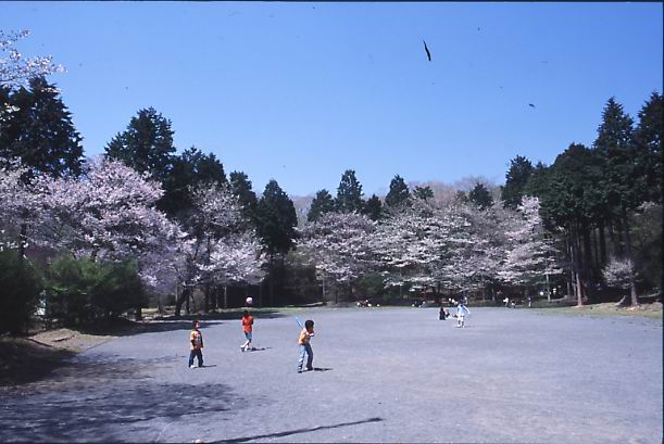 （写真）丸火自然公園の桜