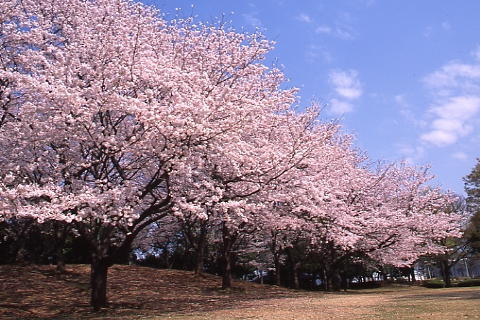 （写真）中央公園の桜