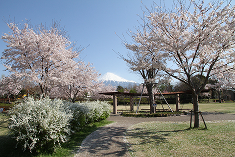 （写真）富士西公園の桜