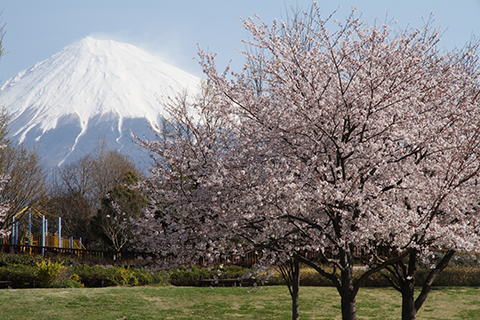 （写真）園内から見える富士山と桜