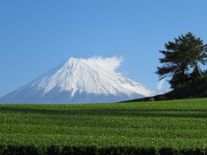 （写真）青葉台地区で見られる富士山と茶畑