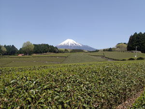 （写真）茶畑と富士山