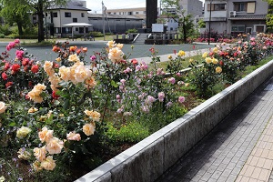 （画像）南町公園バラ花壇