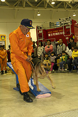 （写真）災害救助犬の実演