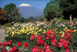 （写真）富士山とバラの花