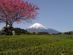 （写真）桃の木と茶畑