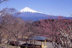 （写真）岩本山公園からの富士山と梅の景色