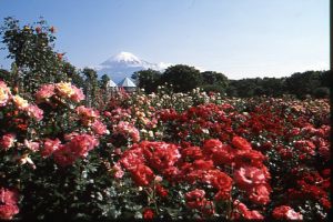 （写真）バラと富士山