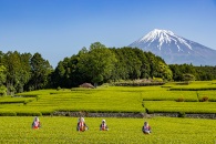 おおぶちお茶まつり