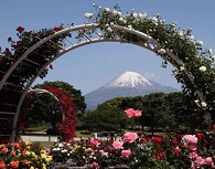 バラのアーチから顔をのぞかせる富士山
