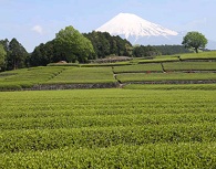 富士山と茶畑