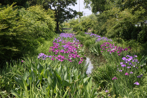 （写真）浮島沼つり場公園の花ショウブ