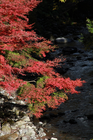 （写真）須津川渓谷の紅葉