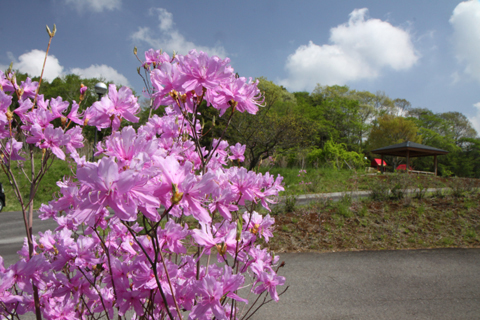 （写真）大淵公園のミツバツツジ