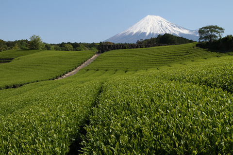 （写真）今宮の茶畑