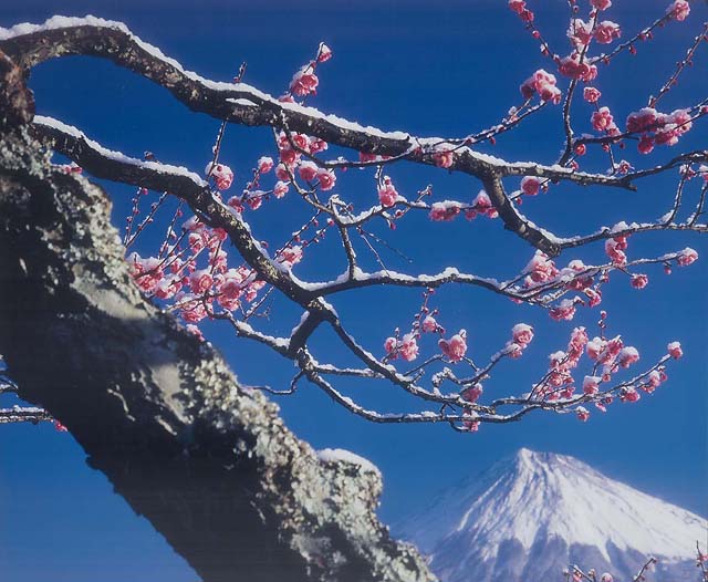 （写真）岩本山公園の梅