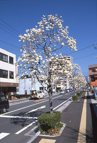 （写真）吉原もくれん通りのハクモクレン