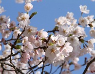 桜の名所のご案内
