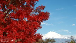 （写真）富士山と紅葉