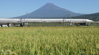 （写真）富士山と稲穂と新幹線