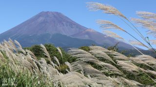 （写真）富士山とススキ