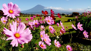 （写真）富士山とコスモス