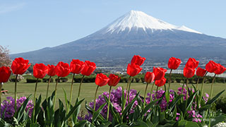 （写真）富士山とチューリップ