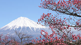 （写真）富士山と梅