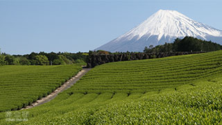 （写真）富士山と茶畑