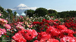 （写真）富士山とバラ