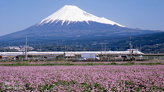 （写真）富士山とレンゲ