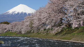 （写真）富士山と桜