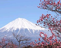 富士山壁紙集（春）