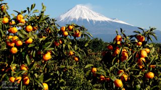 （写真）ミカンの収穫