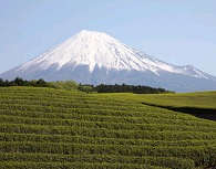 富士のお茶