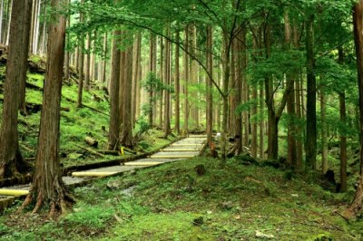 (写真)遊歩道