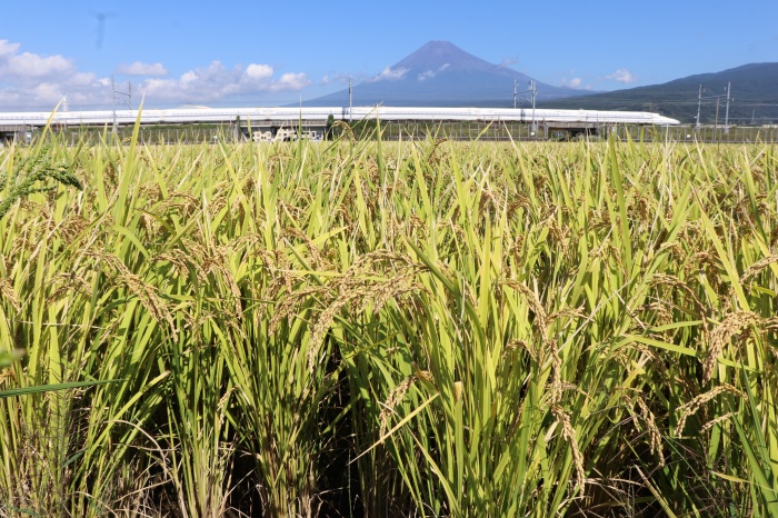 （写真）富士山と稲穂と新幹線