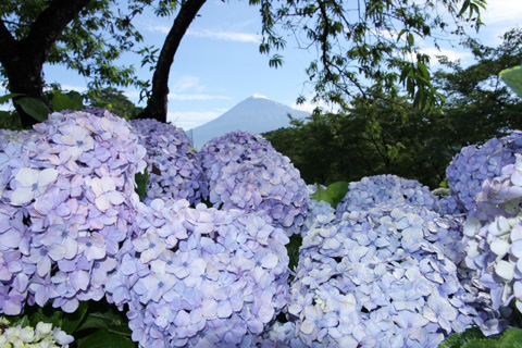 （写真）岩本山公園のアジサイ