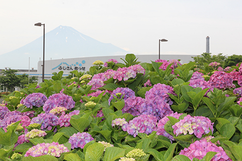 （写真）ふじさんめっせのアジサイ