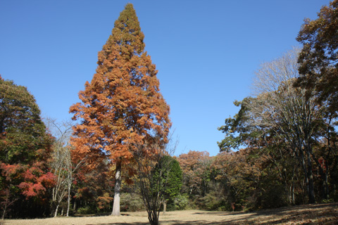 （写真）丸火自然公園の紅葉