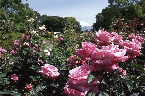 （写真）広見公園バラ園