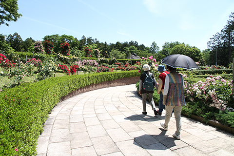 （写真）バラ散策